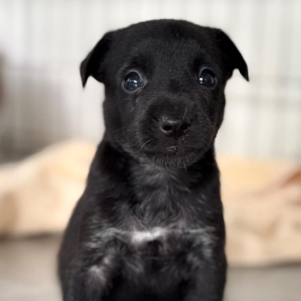 Black puppy with white cross