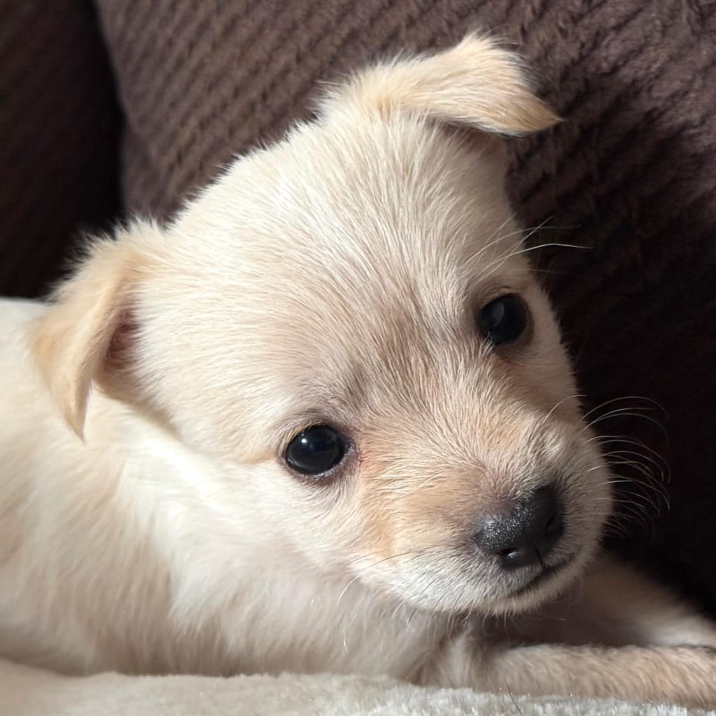 Pequeño cachorro blanco con hermosos ojos marrones