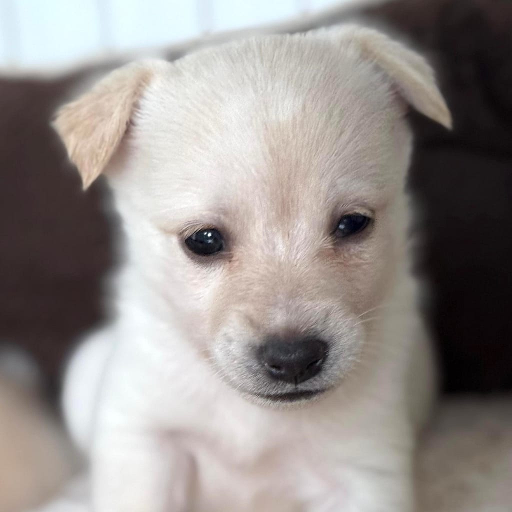 Pequeño cachorro blanco