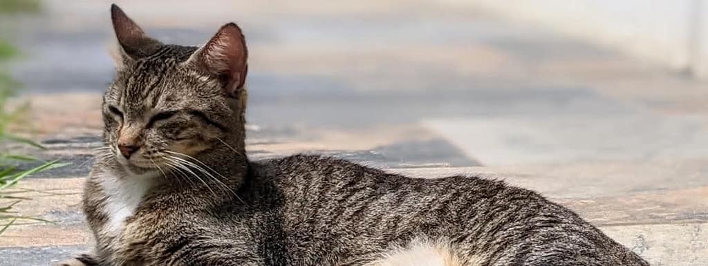 Tabby cat squinting in the sun