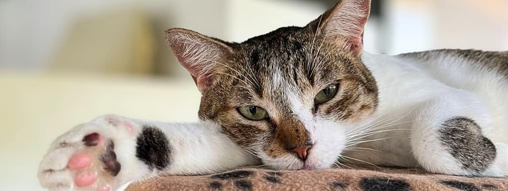 Beautiful cat named Miss Leo