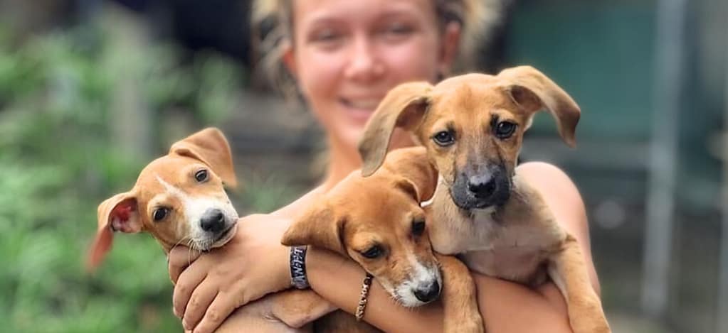 an armful of puppies to adopt fro EL Refugio, Uvita, Costa Rica