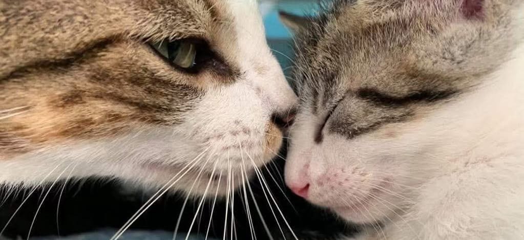 adopt a cat from el refugio, uvita costa rica