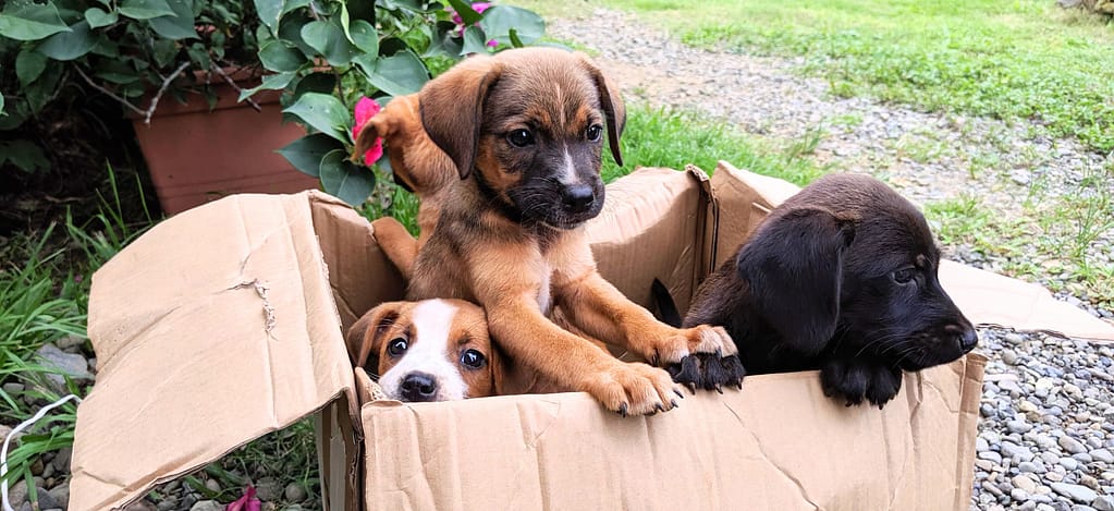 puppies in a box