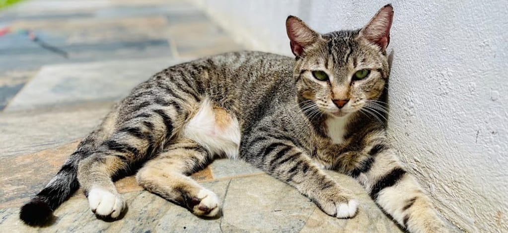 Gorgeous tabby cat relaxing in the sun in the catio at the shelter