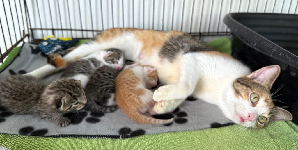 Mama Jade nursing 4 kittens