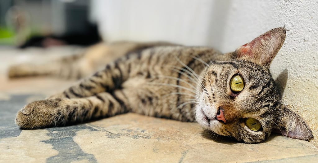 Beautiful tabby lying on her side enjoying the warmth of the sun