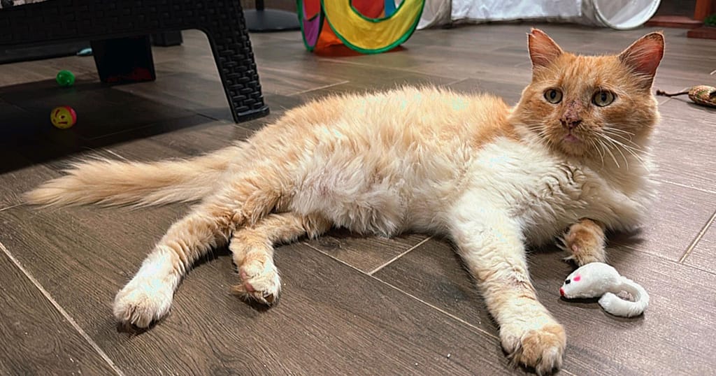 Big orange and cream cat, Rusty, relaxing in his private room at the shelter