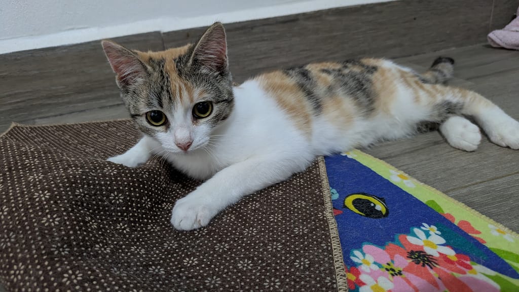 Kitten Selva taking a break lying on her side