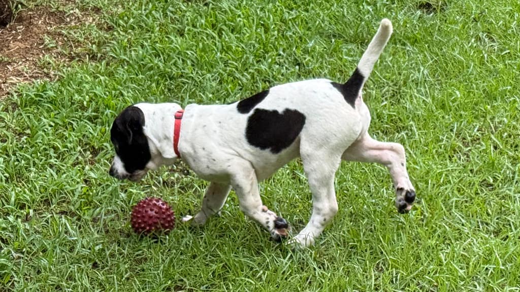 Chubby black and white puppy playing with a red ball