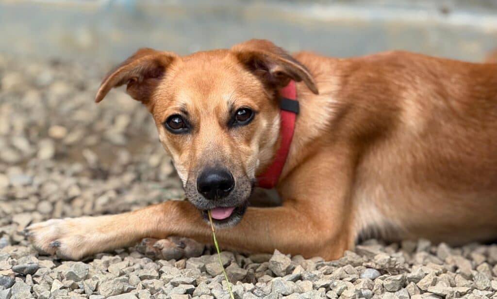 Chestnut brown puppy at rest with twig in mouth