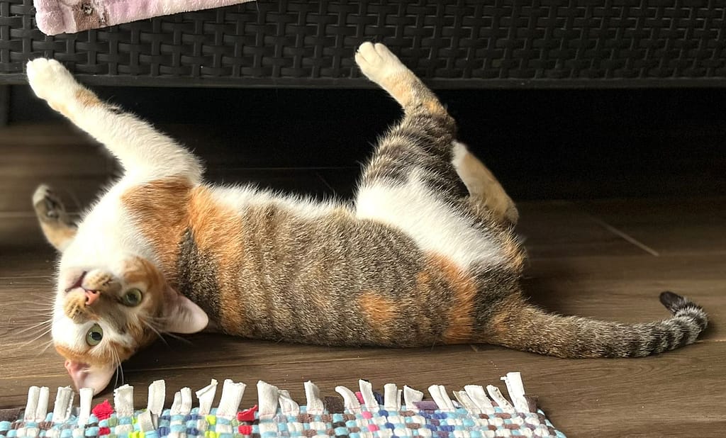 Playful cat lying on side looking your way