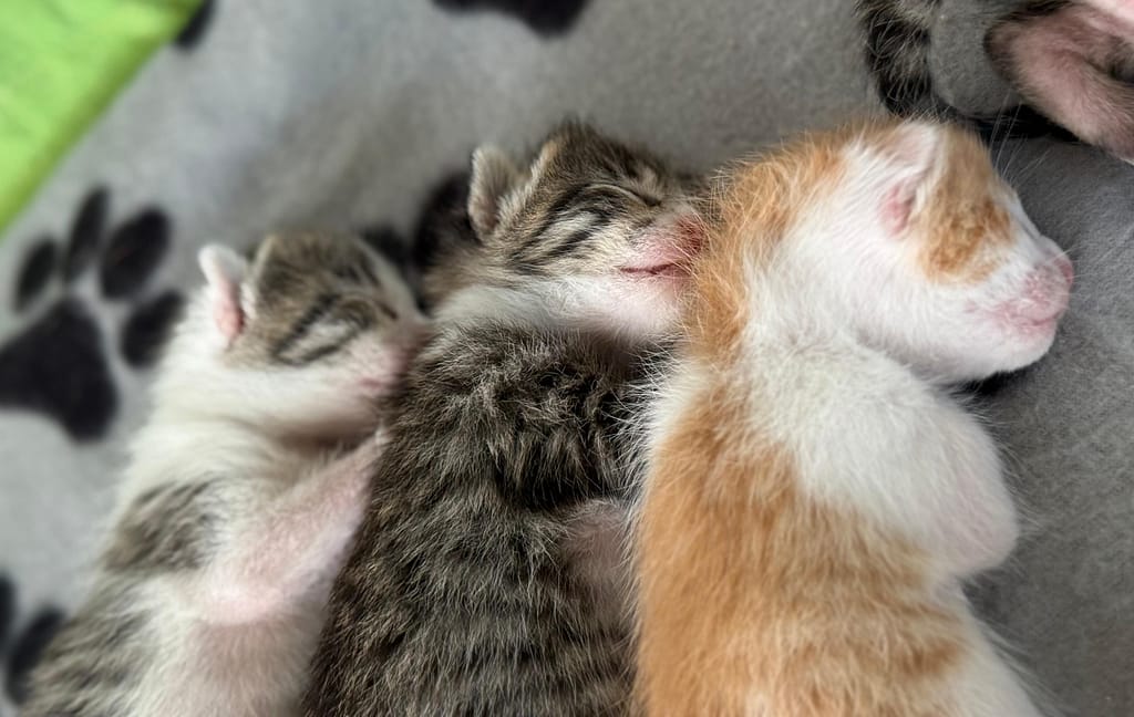 Three sleepy kittens