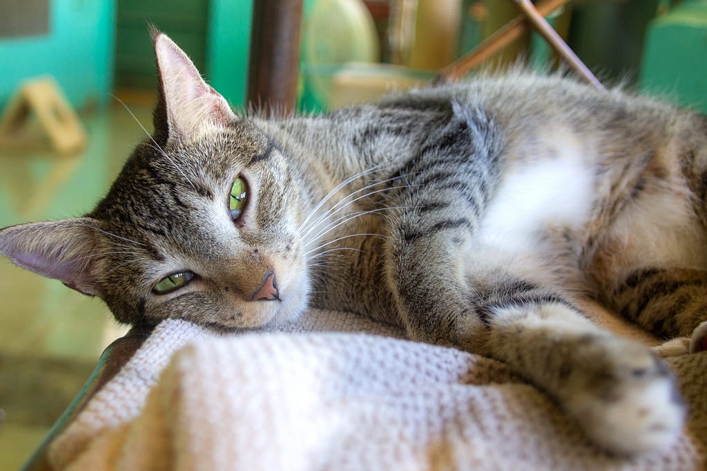 Pretty gray tabby laying on her side.