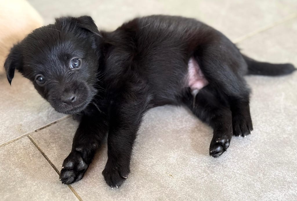 Perrito negro con panza rosa