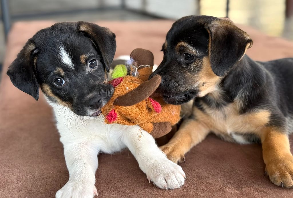 Oreo and Hydrox play tug of war with a toy