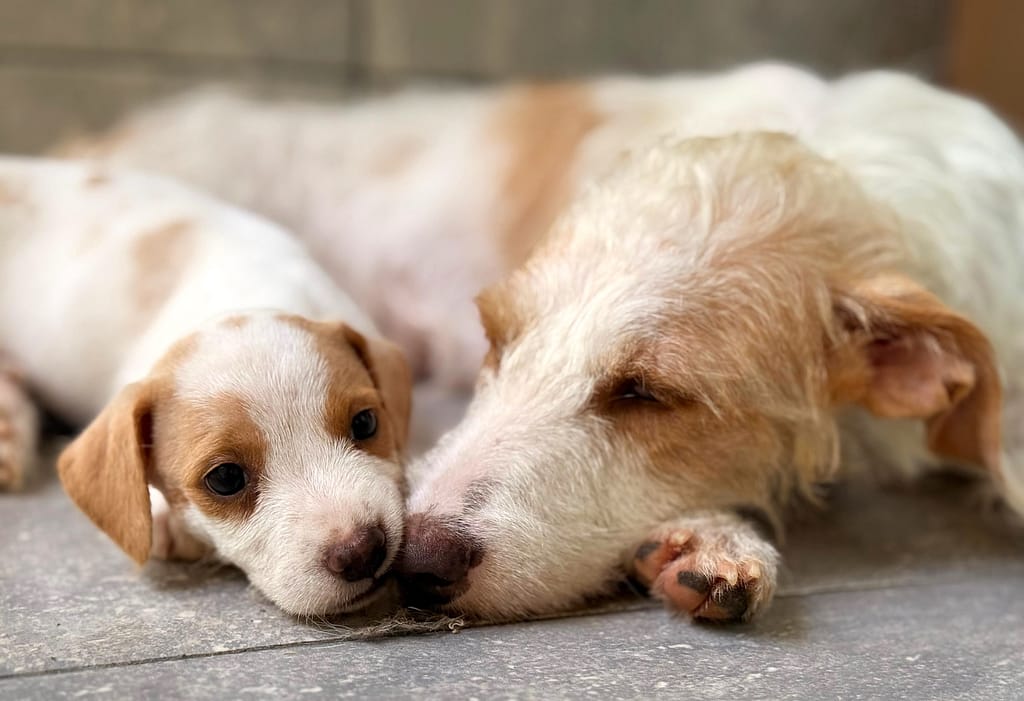Tan and white puppy snuggling with her tan and white mama