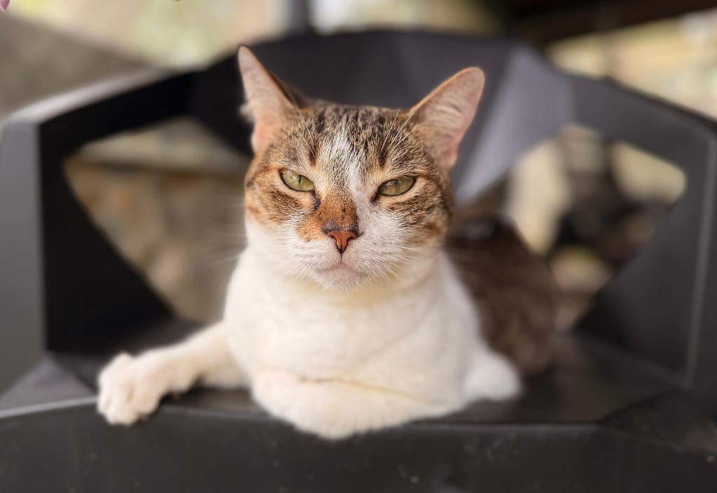 Beautiful white and tabby cat