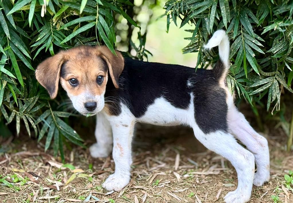 Black puppy with white legs and brown face standing under green bushes.