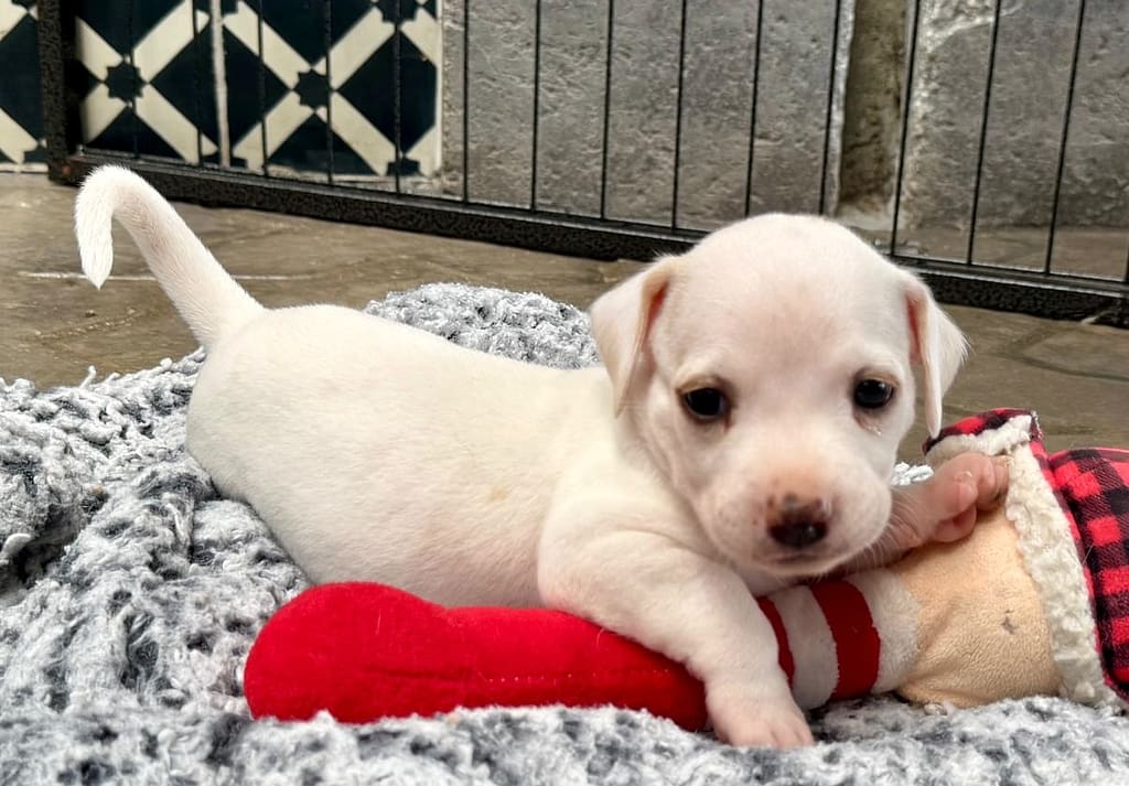 Tiny white puppy laying on a red pillow