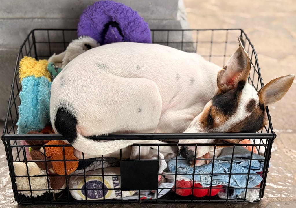 Batman sleeping in the toy box.