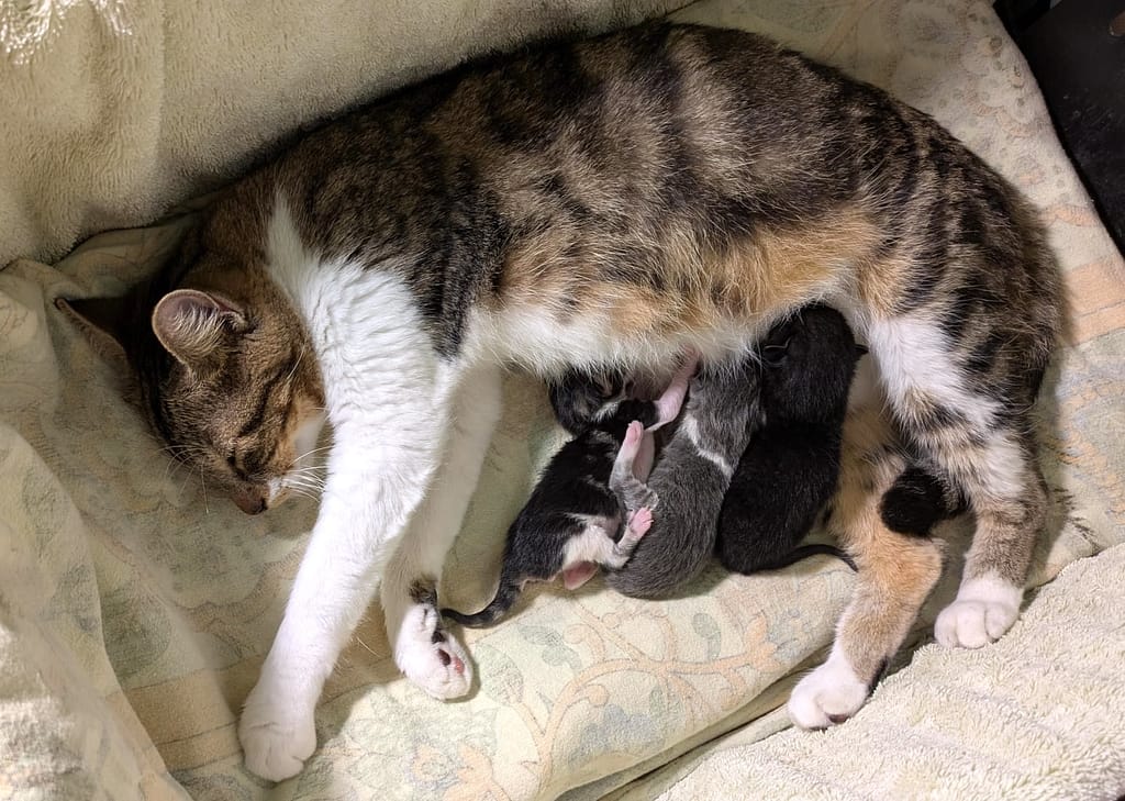 Misty Moo with her 3 babies