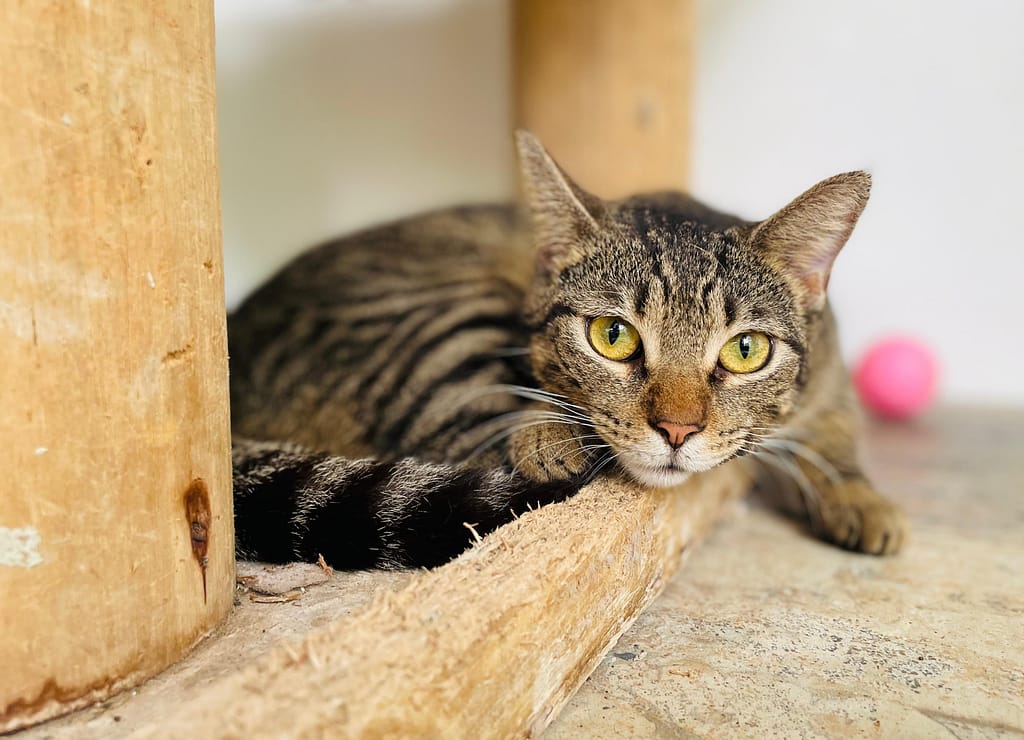 Tabby cat with golden eyes relaxing at the shelter