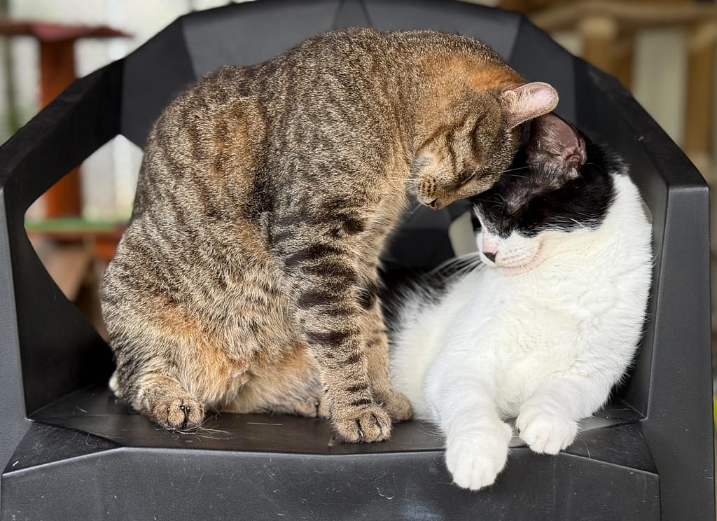 2 cats butting heads