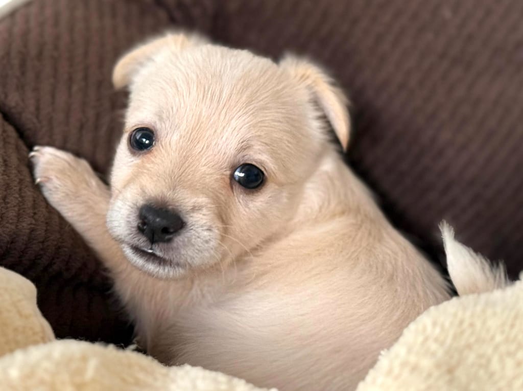 Crema cachorro mirando sobre su hombro