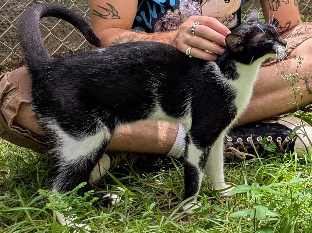 Tuxedo cat Polly enjoying time with a visitor to the shelter