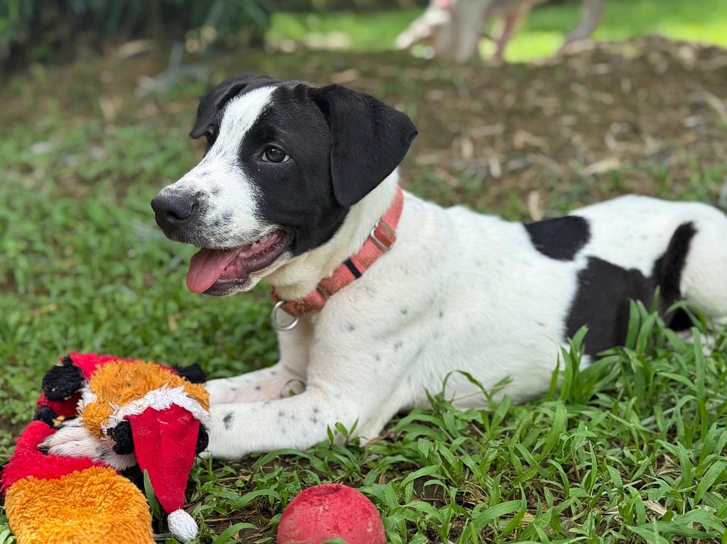 Vegas profile, lying on grass at shelter.