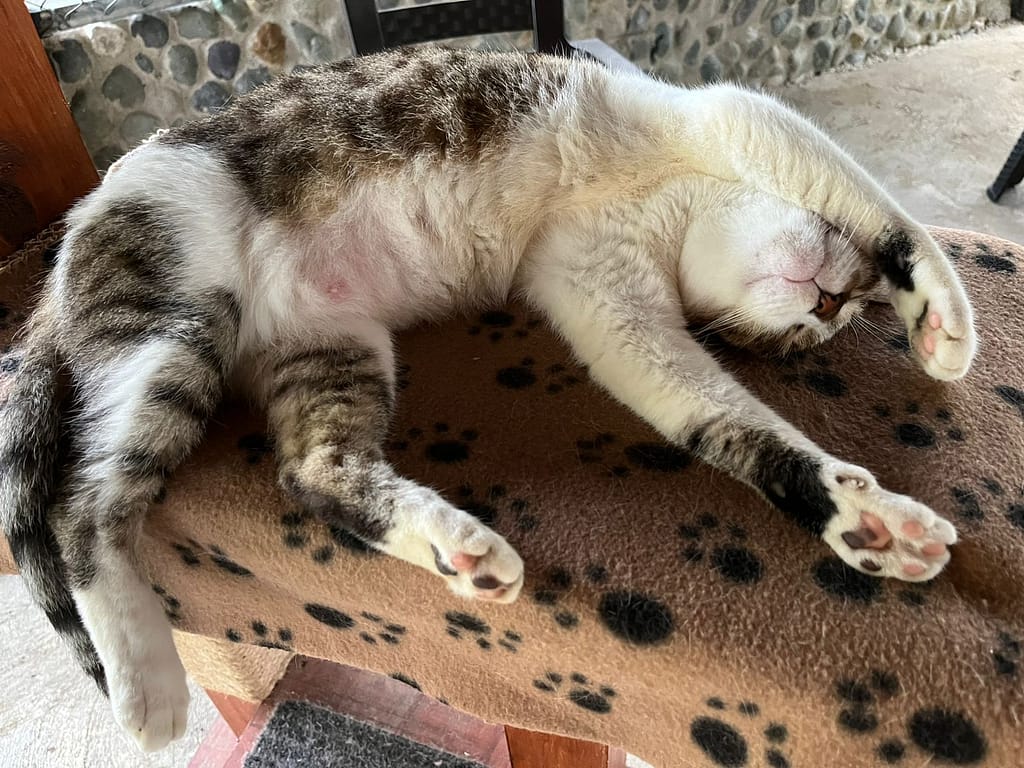 Belly up Miss Leo relaxing inside at the shelter