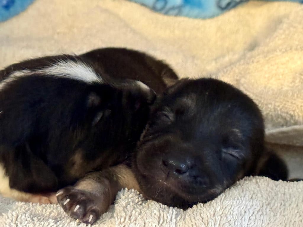 Two tiny, dark puppies