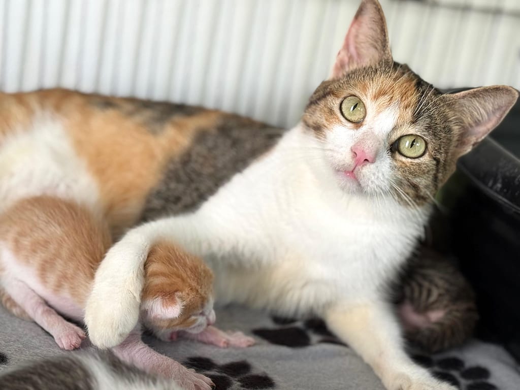 Pretty calico cat with one orange kitten