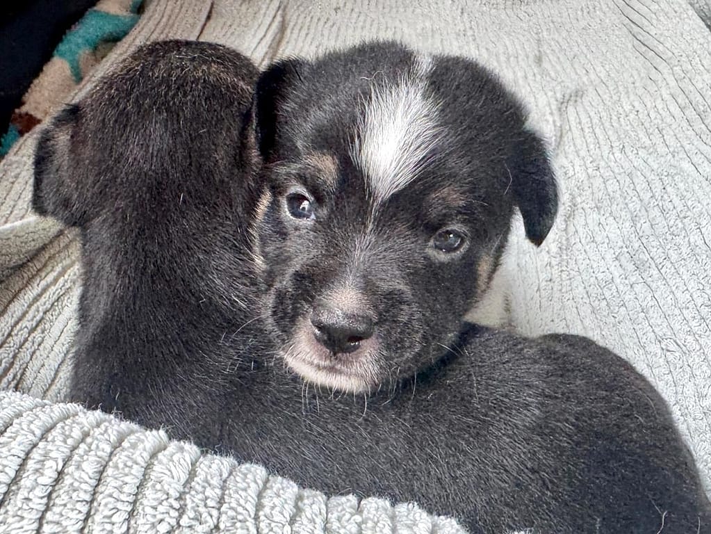 Black puppy with white running down the middle of his face peeking over his brother's back.