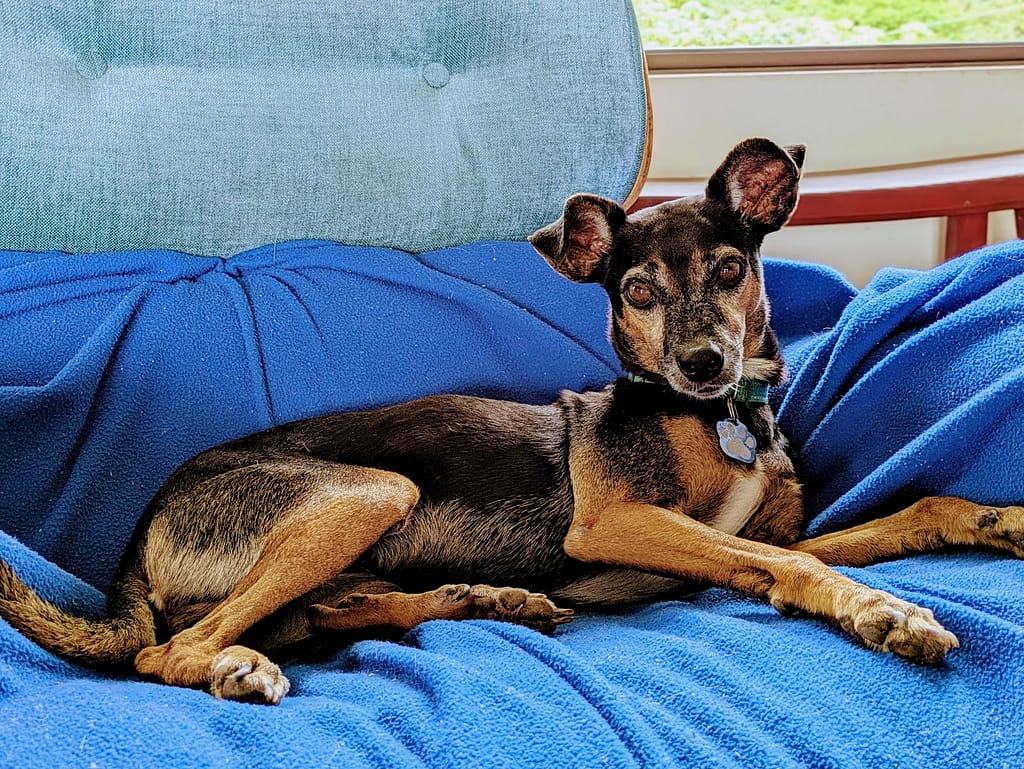 Black dog with brown legs and face laying on a blue couch