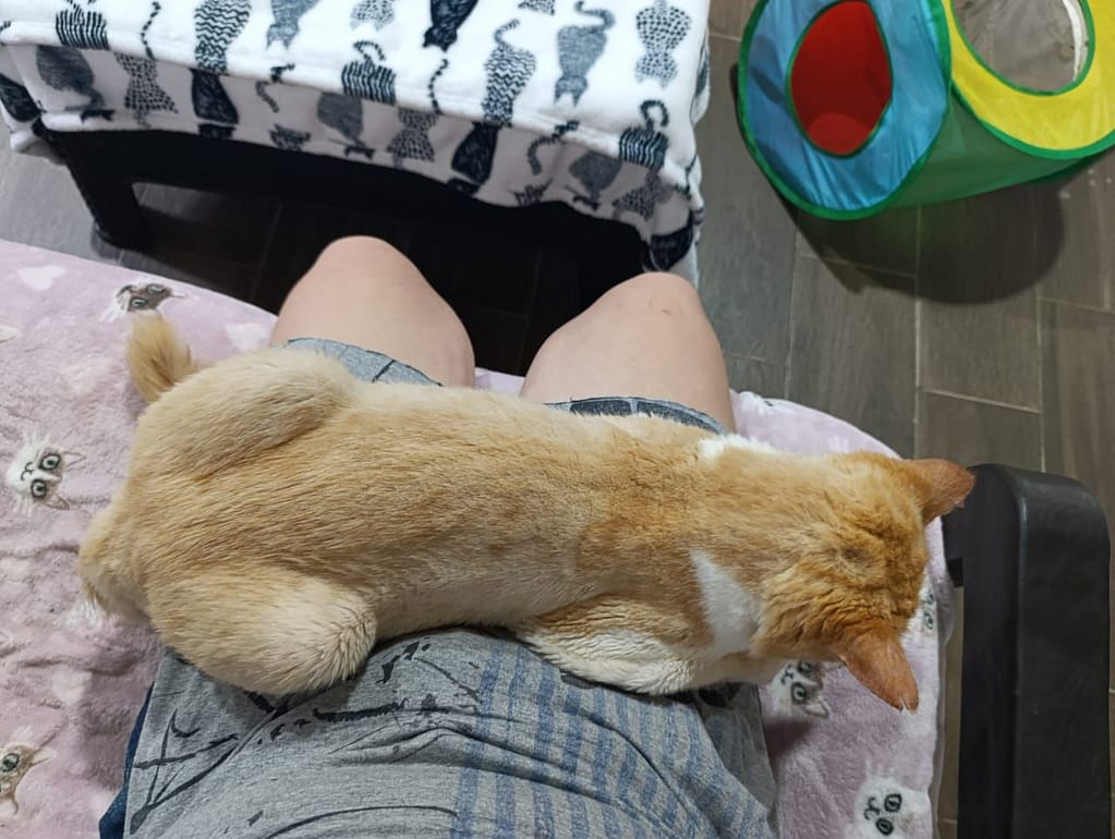 Cat Rusty doing his favorite thing, lying on the lap of a volunteer