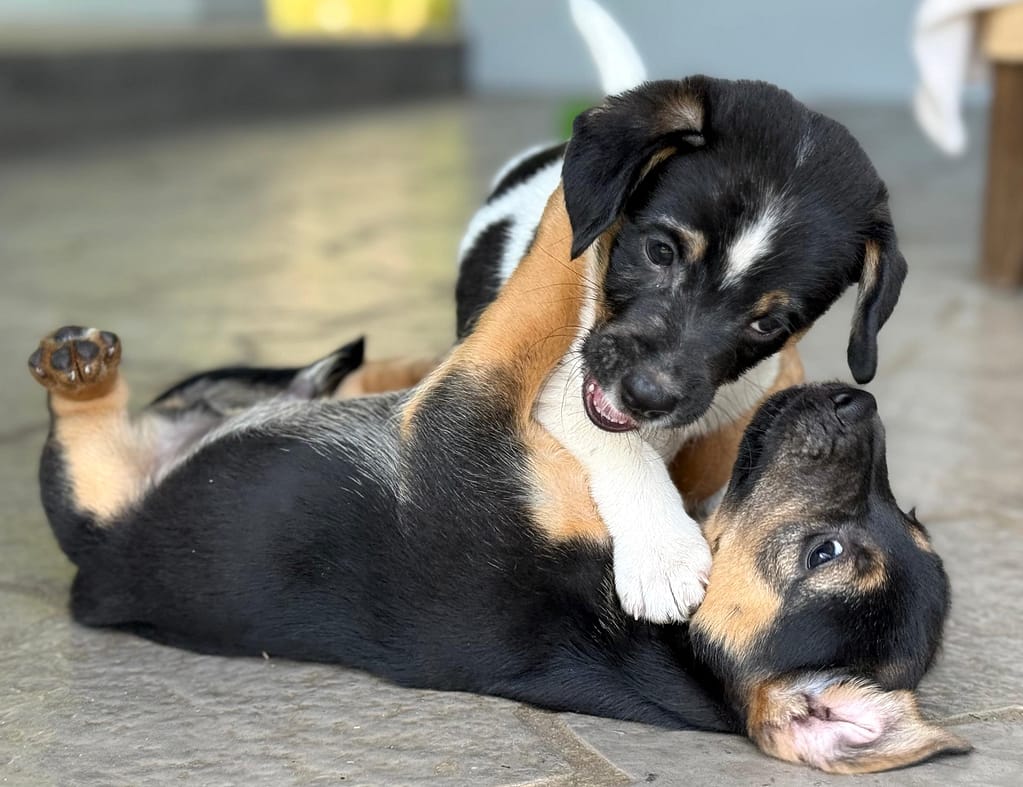 White puppy and black puppy wrestling