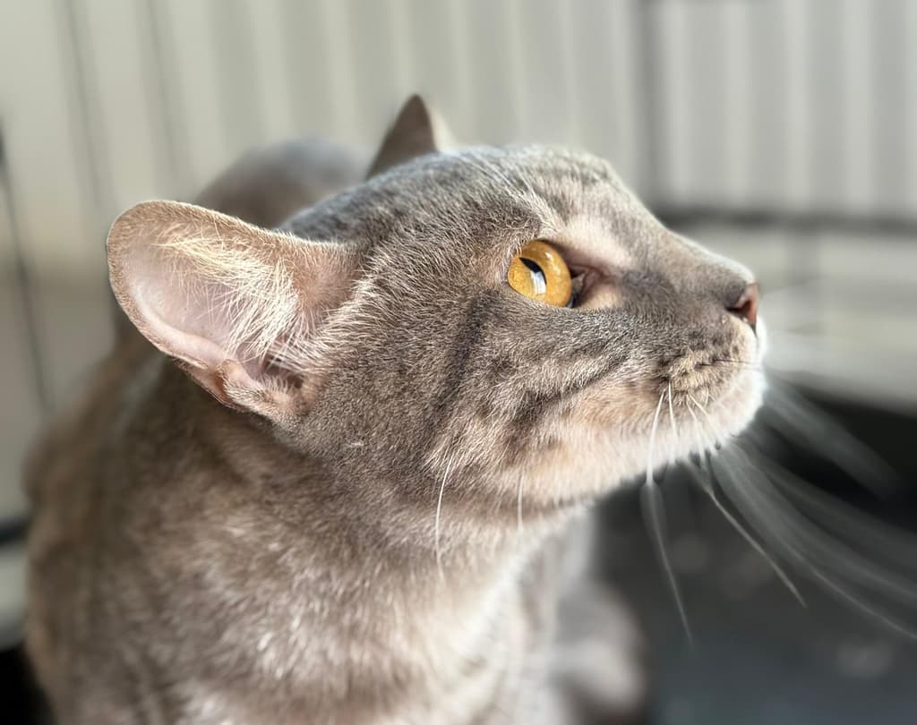 Gray cat Candy profile