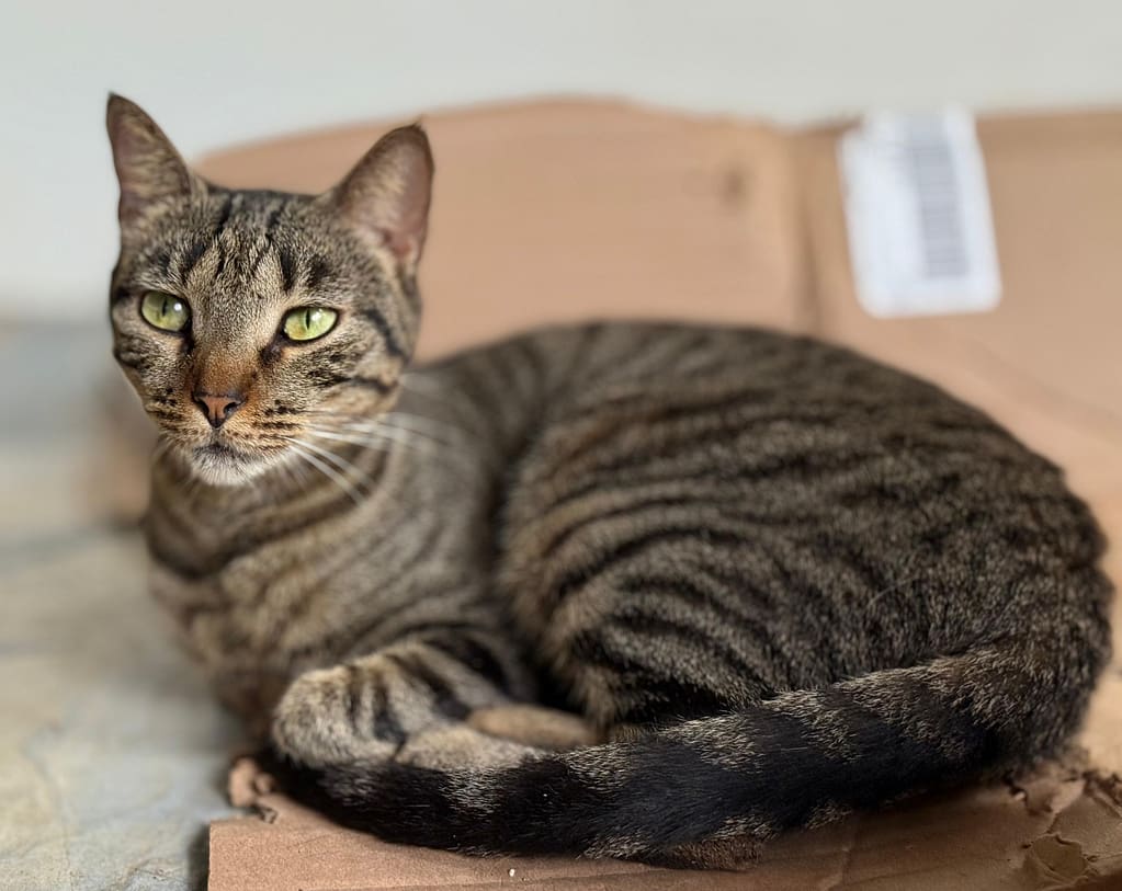 Gorgeous tabby Barbie relaxing on the coveted cardboard