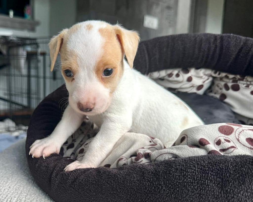 White puppy with brown spots in a black bed