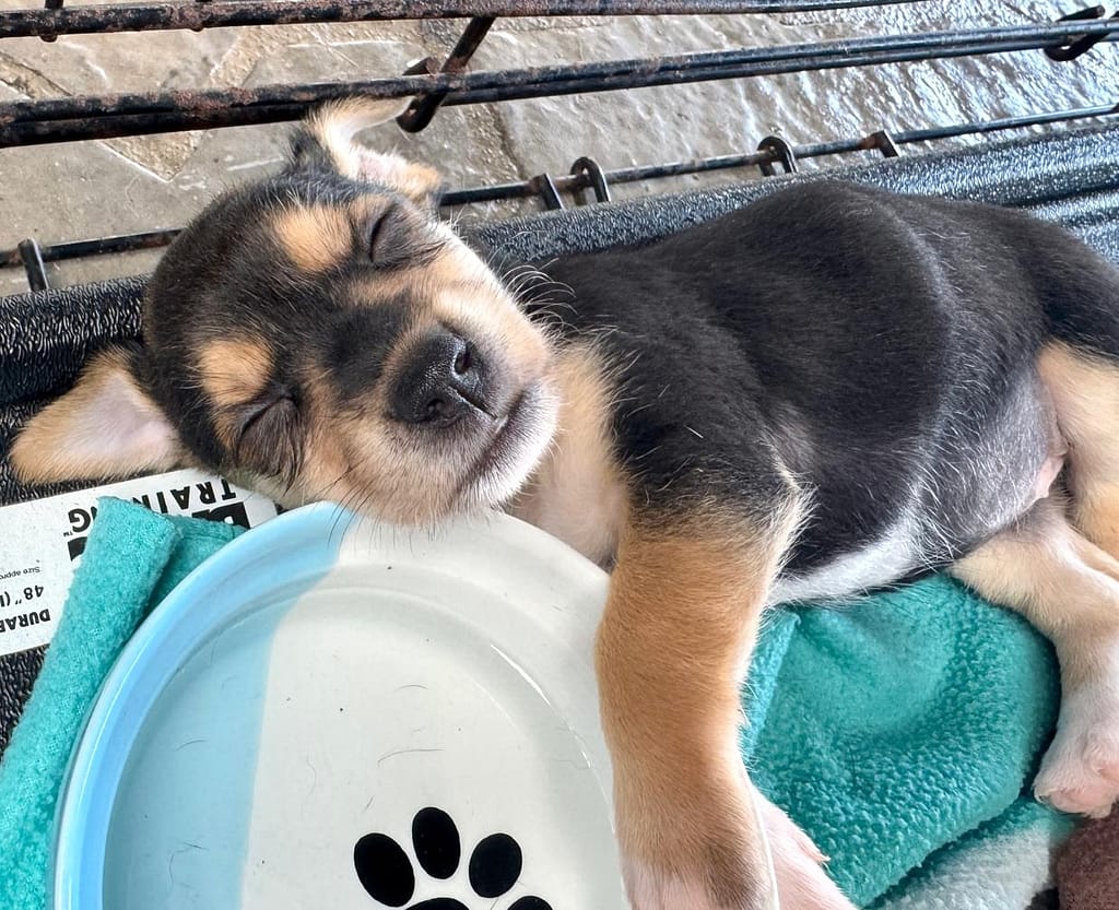 Black puppy with brown markings sleeping on a teal towel with his paw on the food bowl