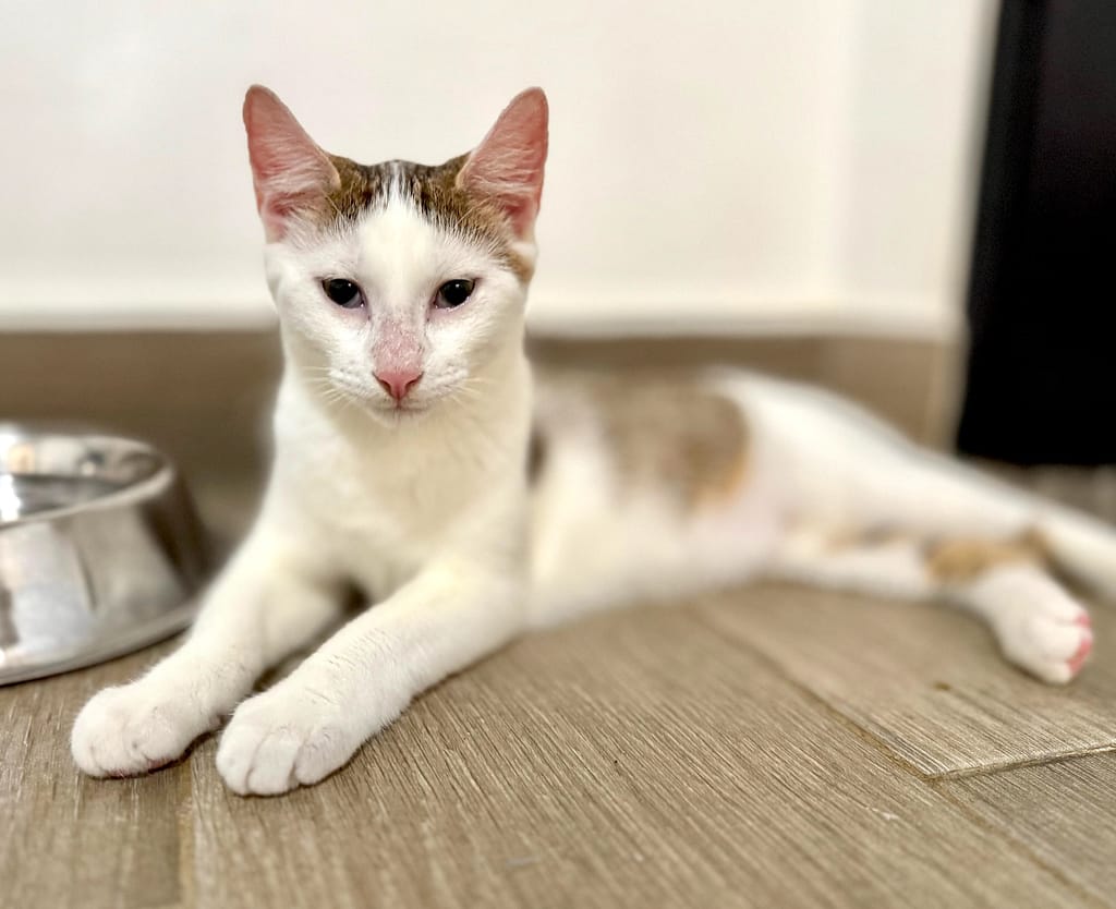 White cat with grey spots laying down