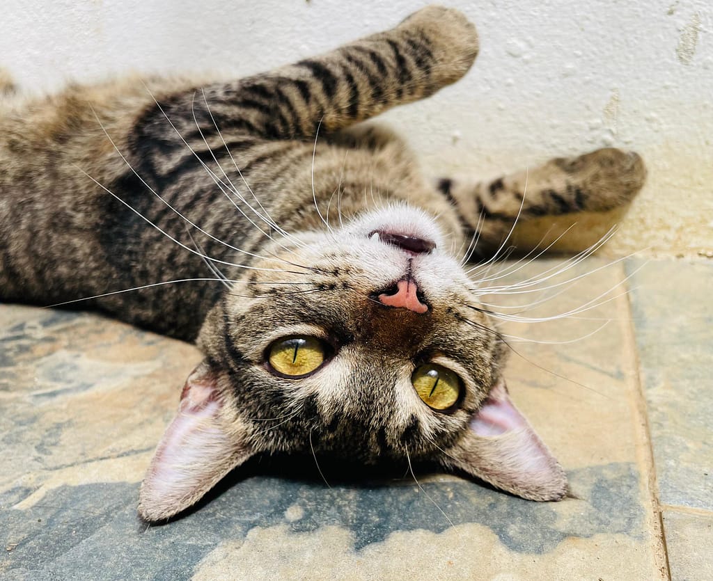 Tabby cat rolling on her back and gazing your way