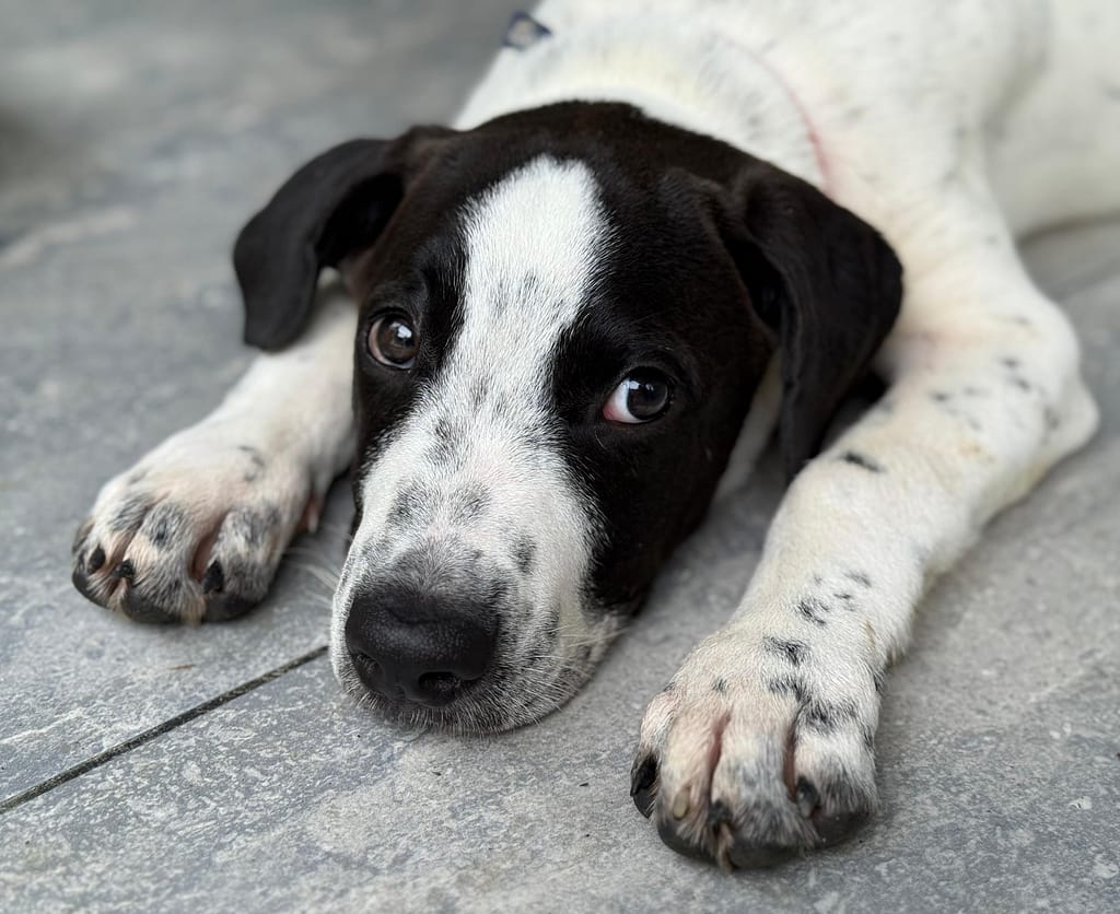 Puppy Vegas relaxed on floor with head rested between his paws