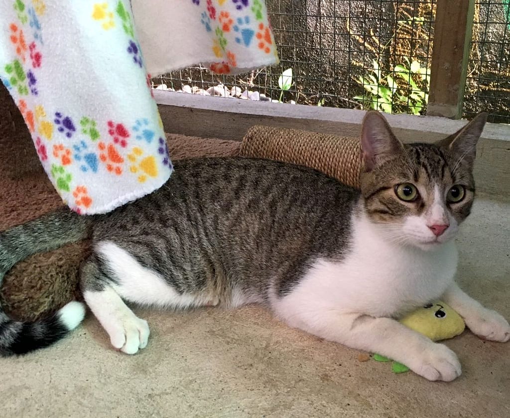 Beautiful gray tabby with white chest, legs and nose.