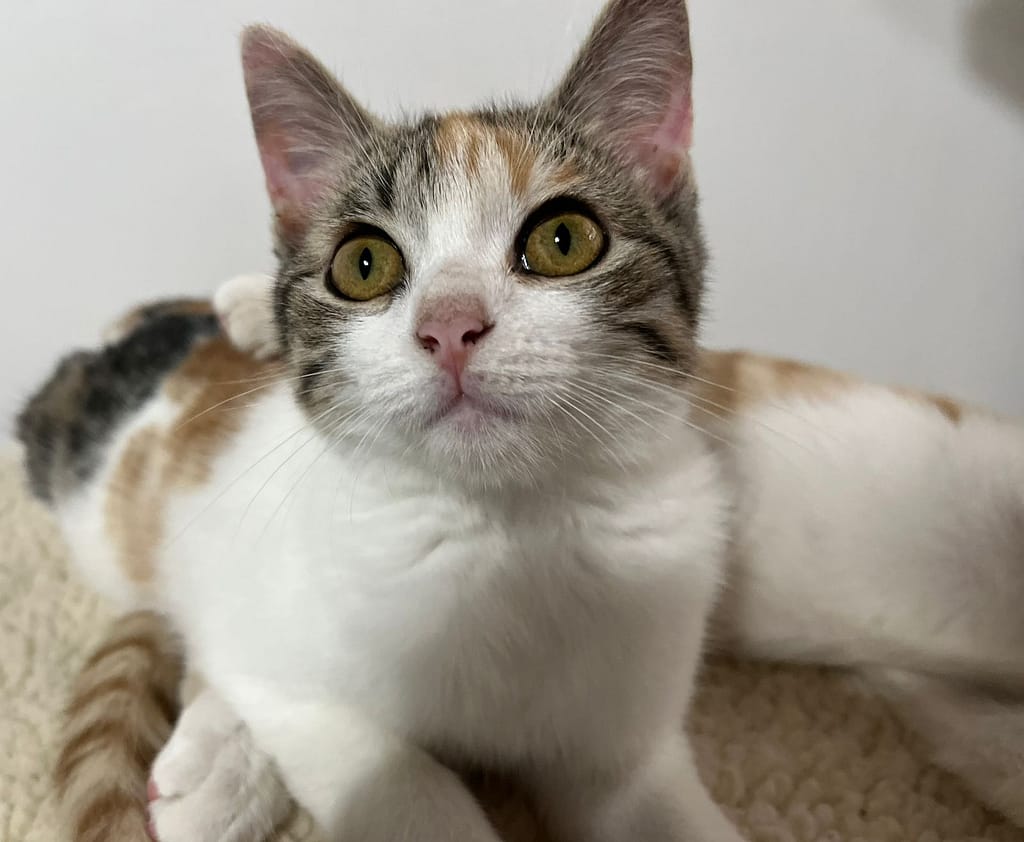 Young cat looking up