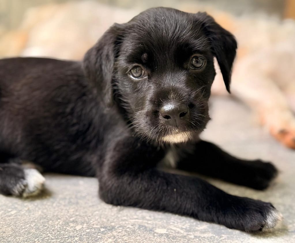 Black puppy laying down