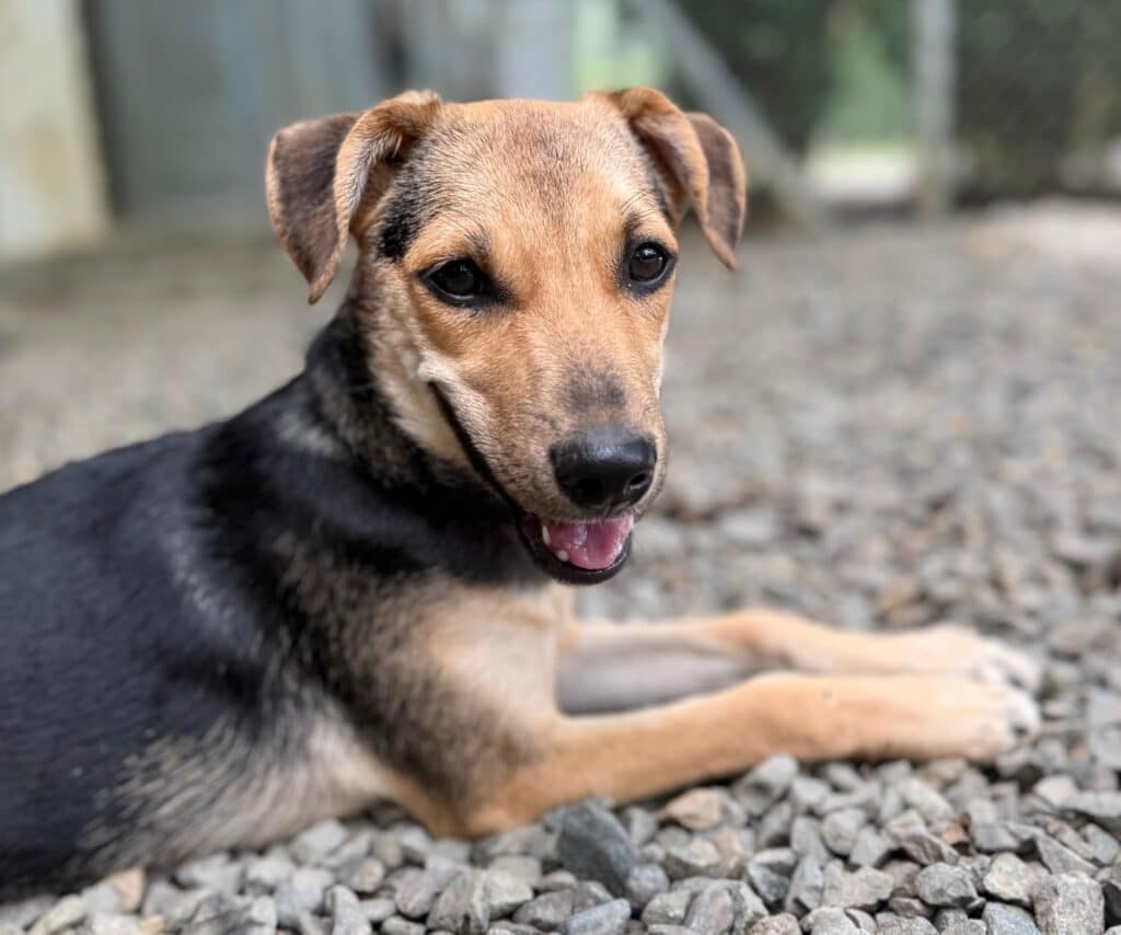 Black and tan puppy taking a break in the shelter yard