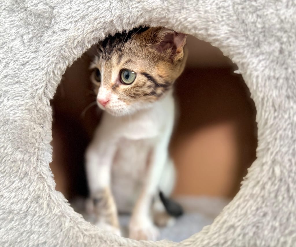 White tabby kitten in a carpet tube